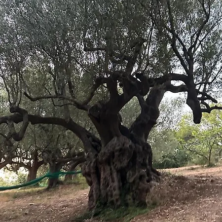 Apartamento Terra Mia Cilento *